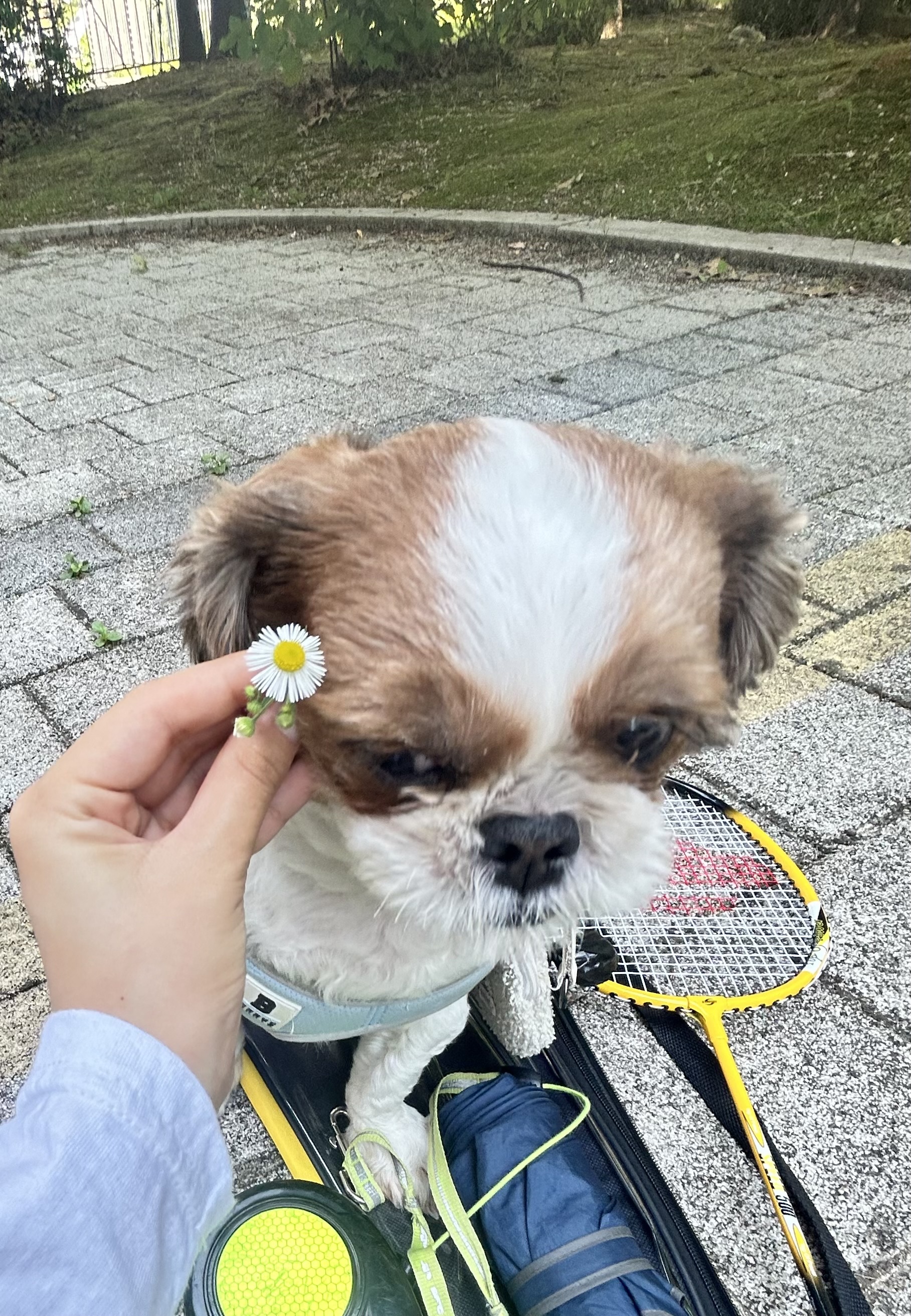 코코