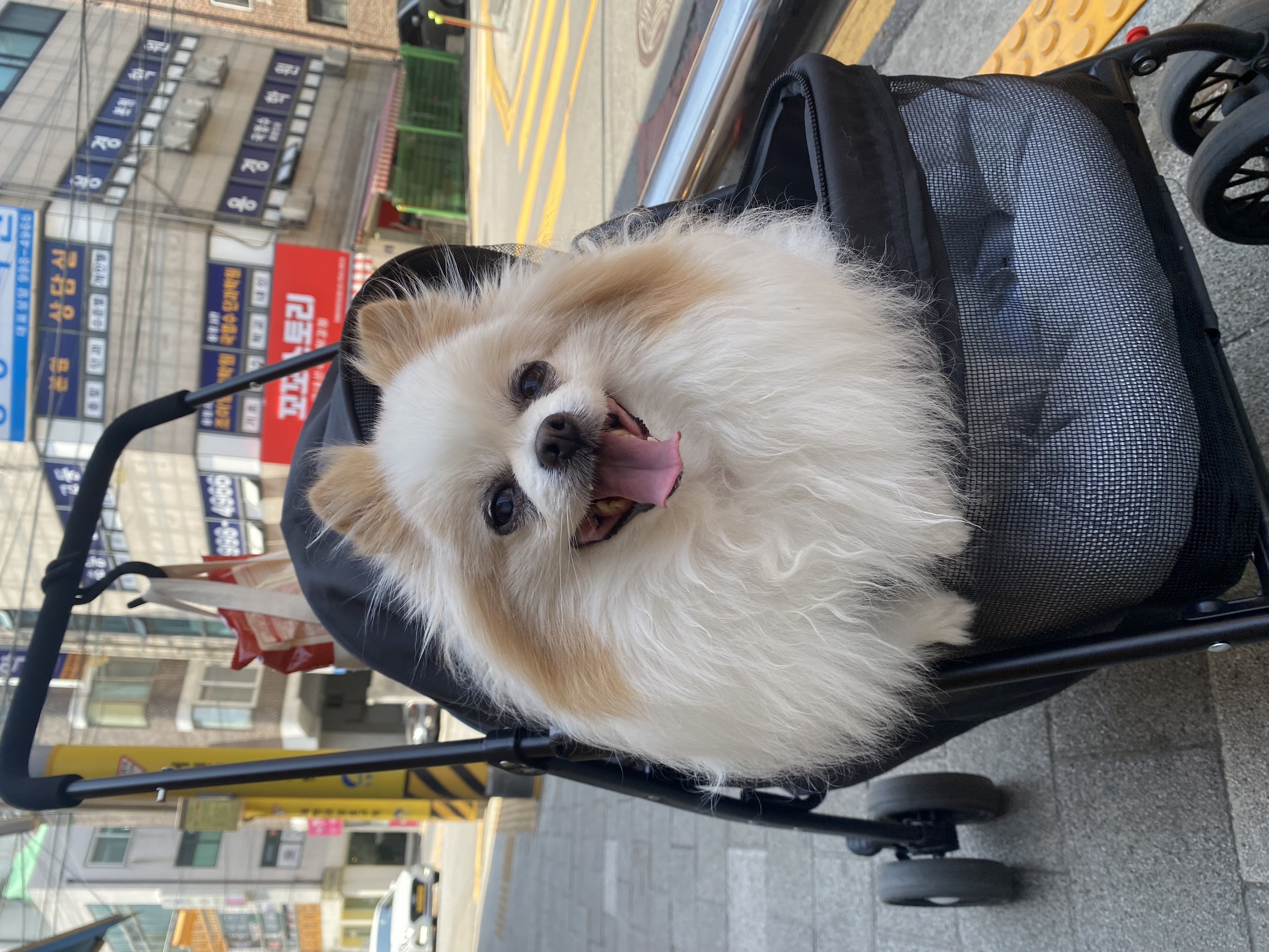 마루