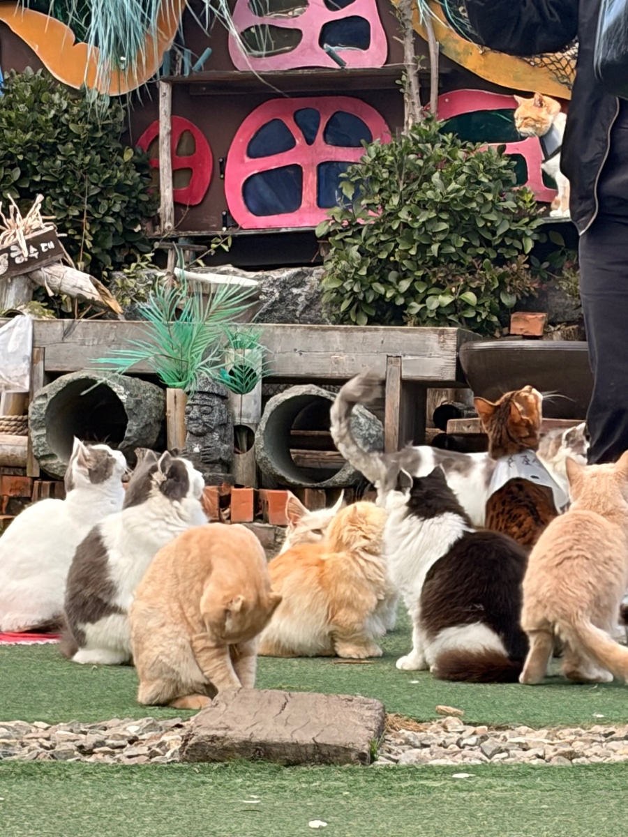 인천 고양이역 방문 !