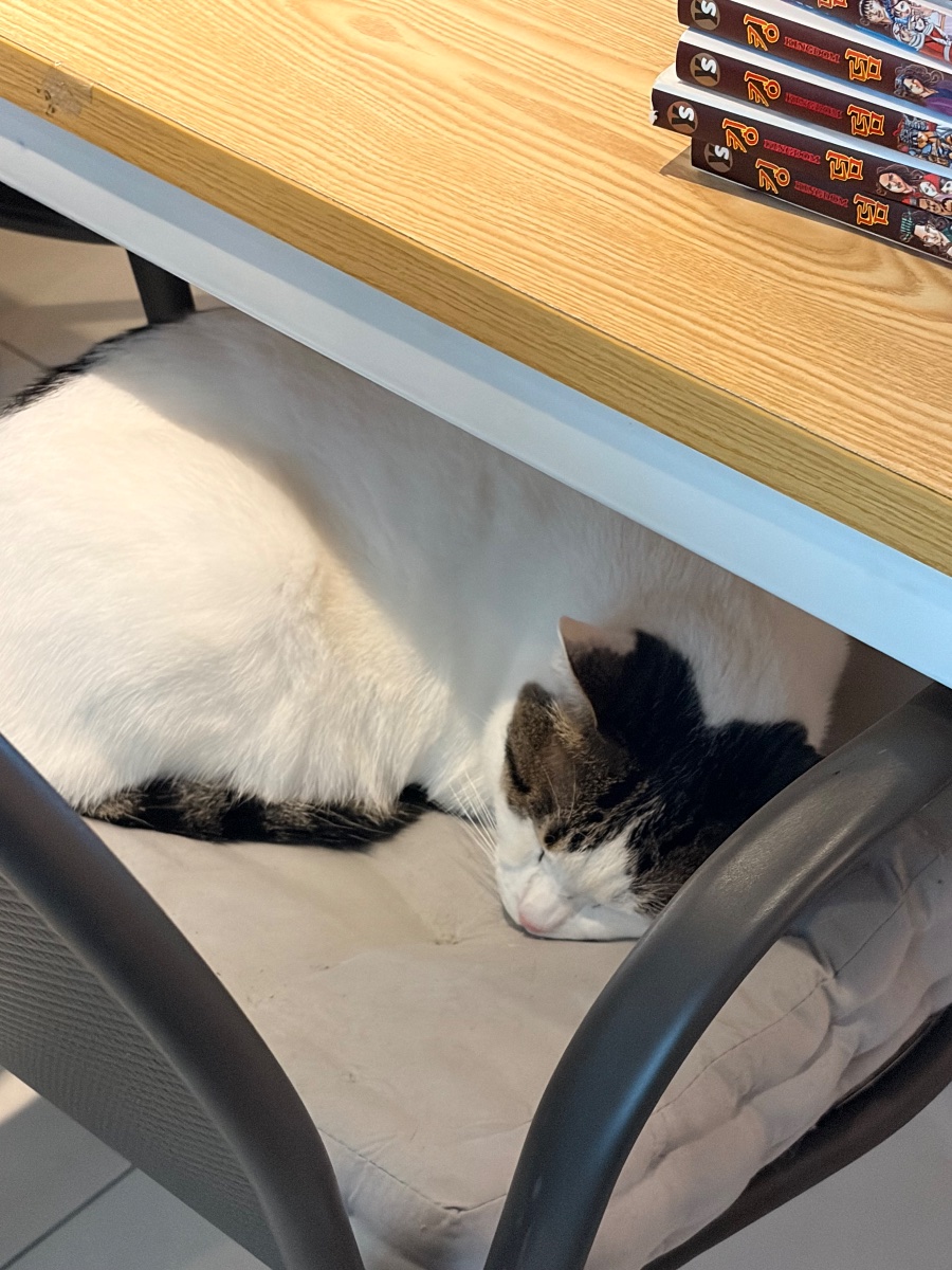 노량진 만화카페 고양이 🐱