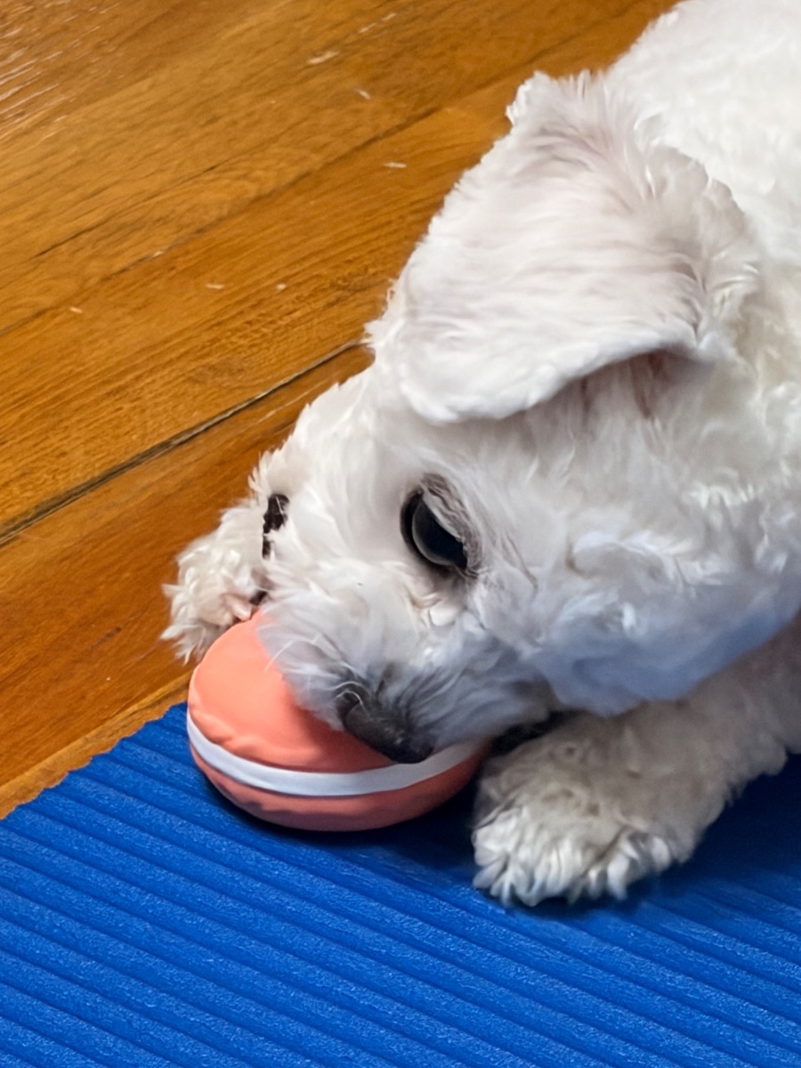 귀여운 만두 일상모음