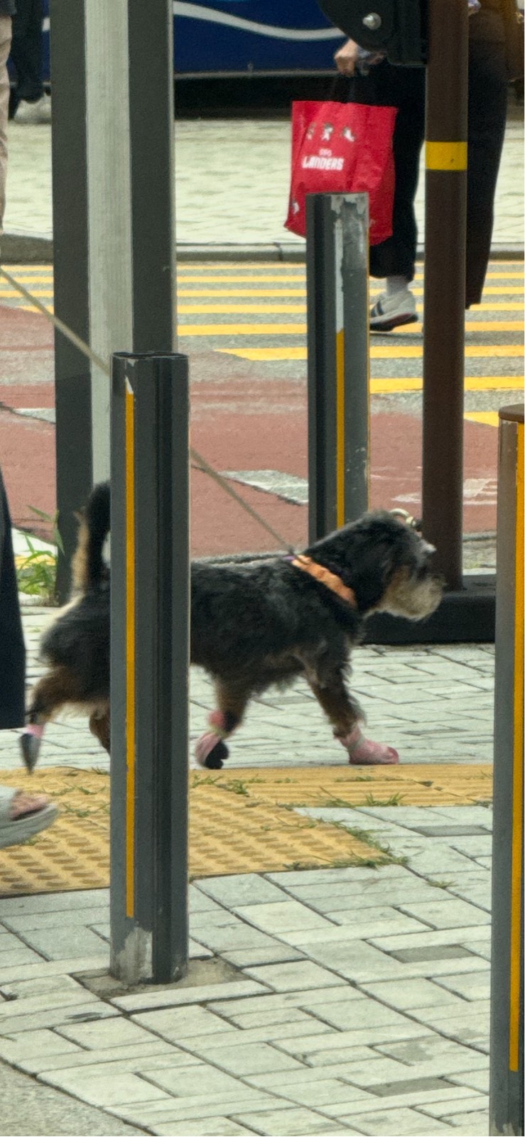 길가다 마주친