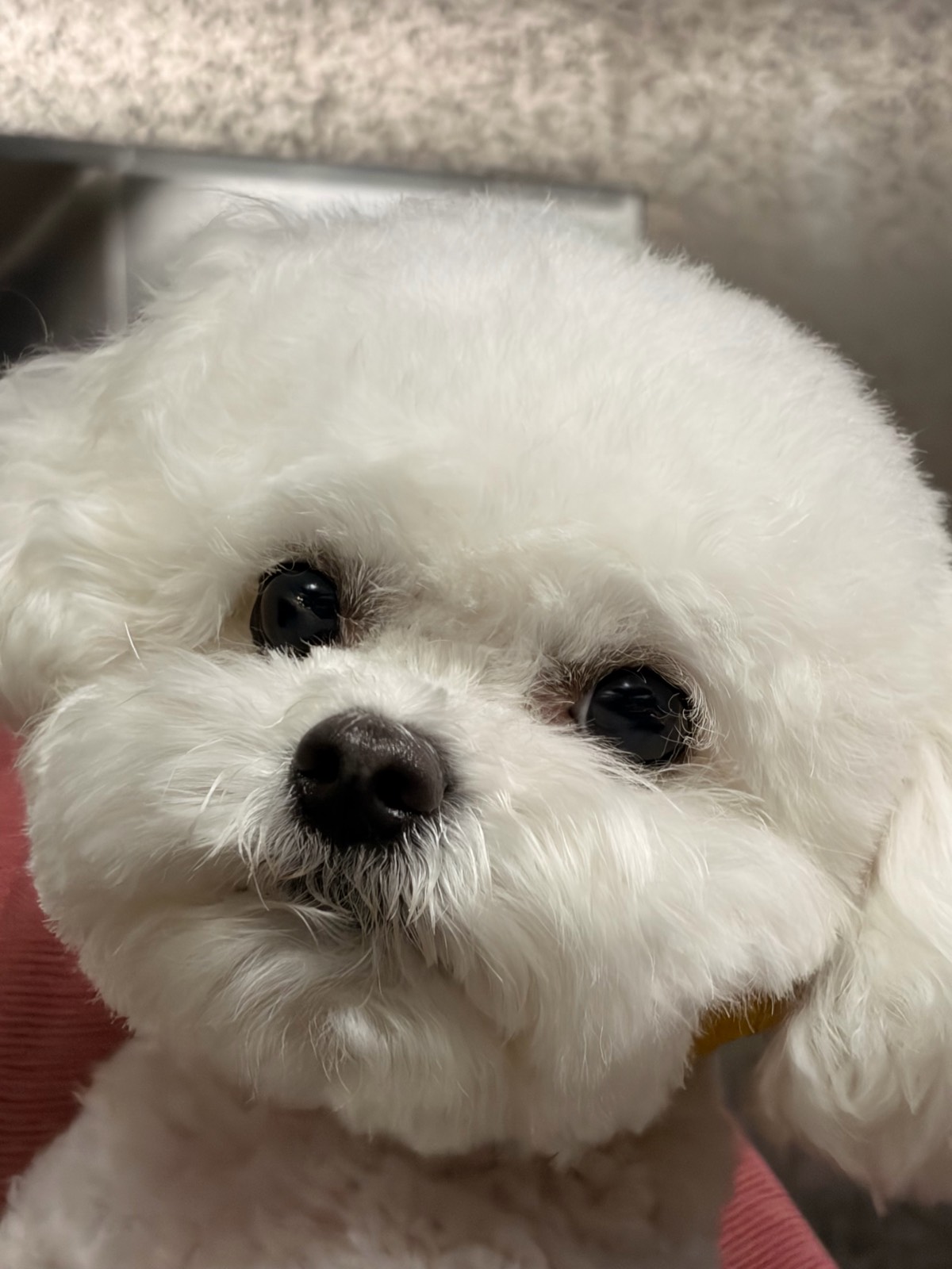 첫 셀프미용 ❤.❤