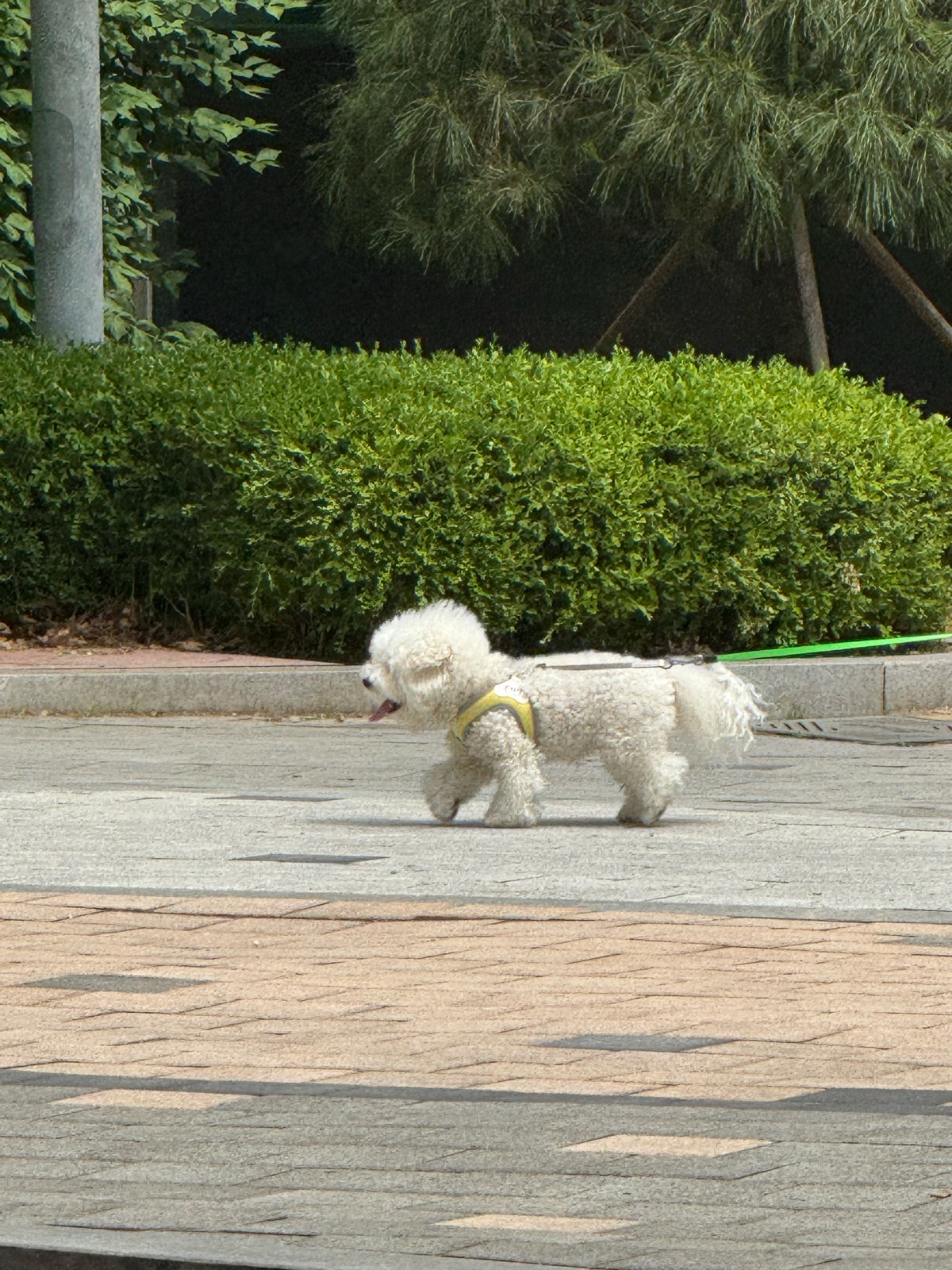 오늘의 산책 강아지