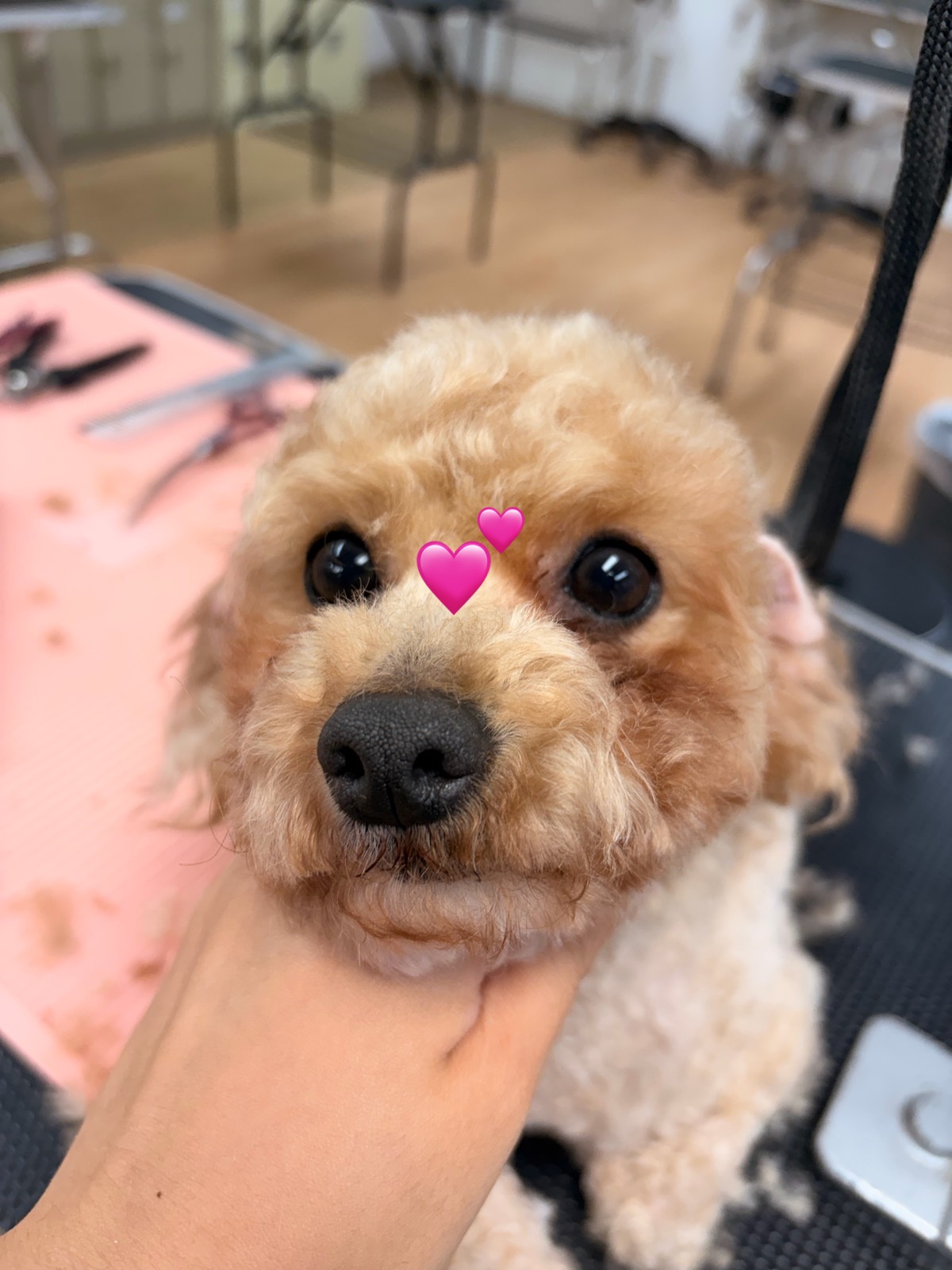 강아지 미용했어용 