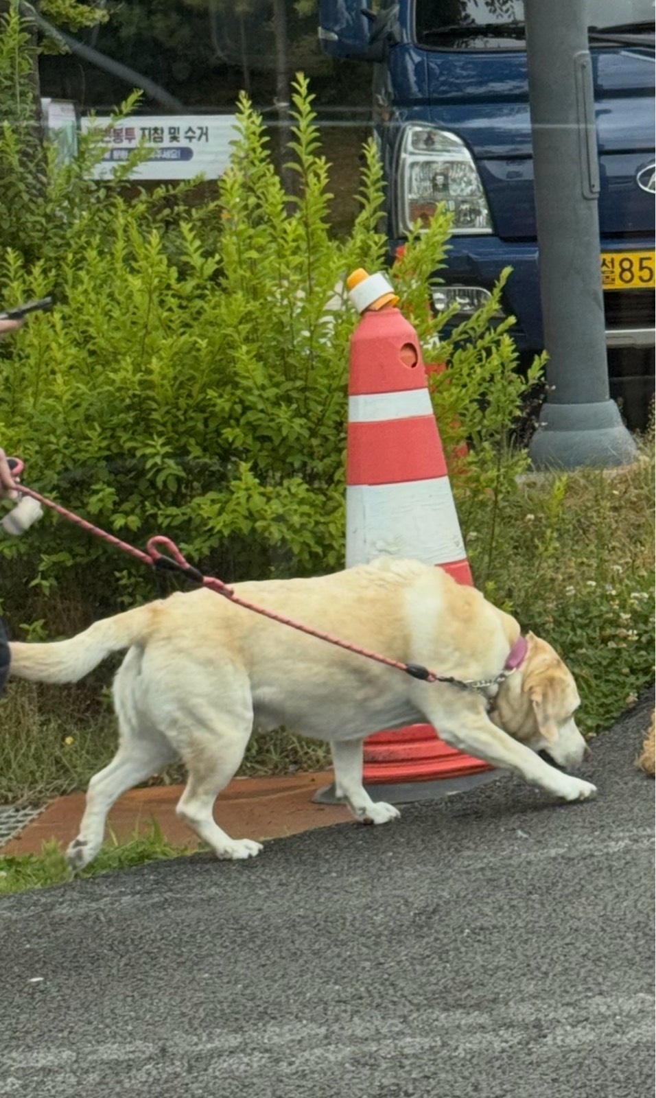 골든
