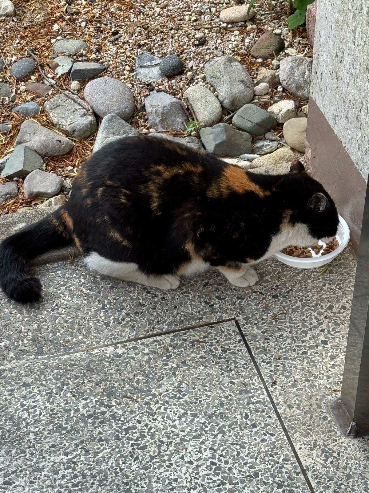 길고양이