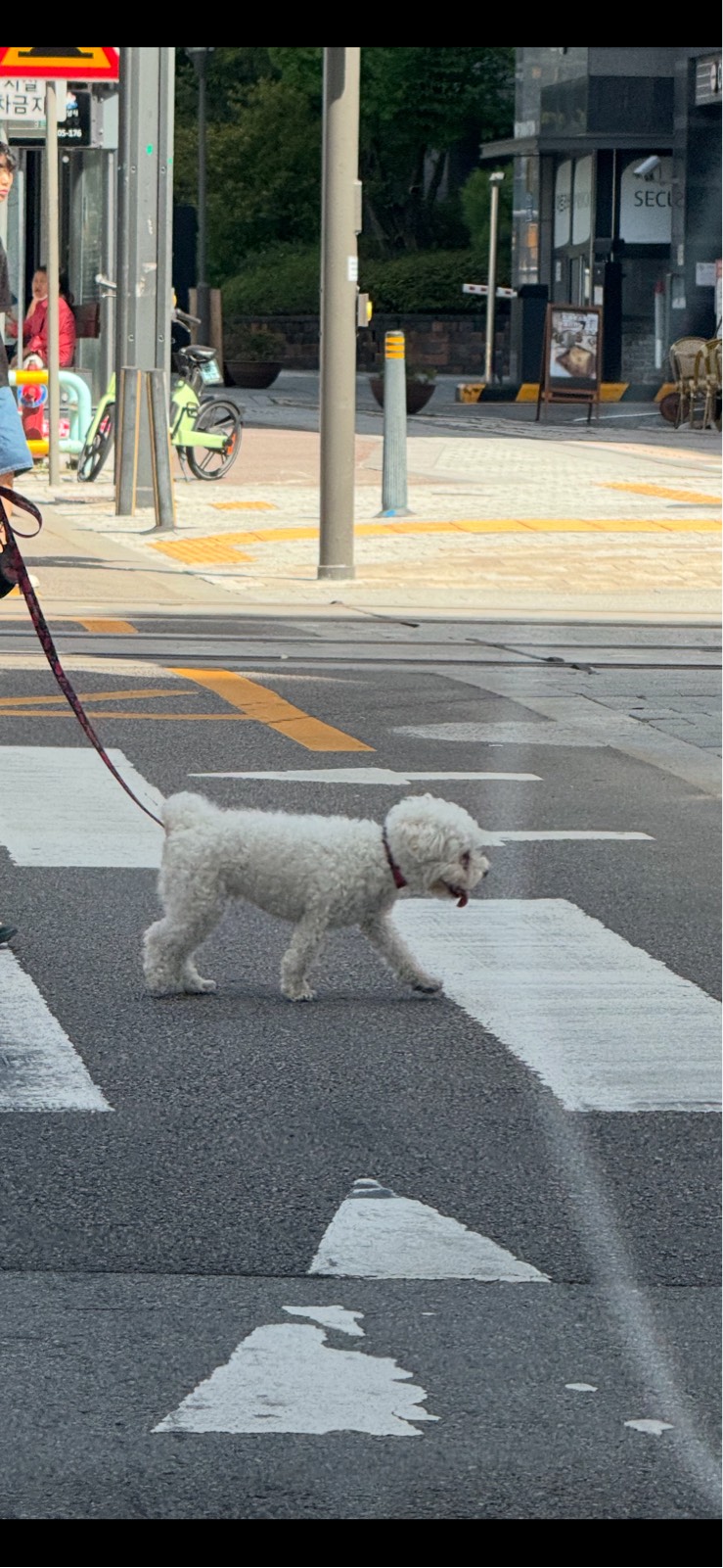 오늘의 산책댕