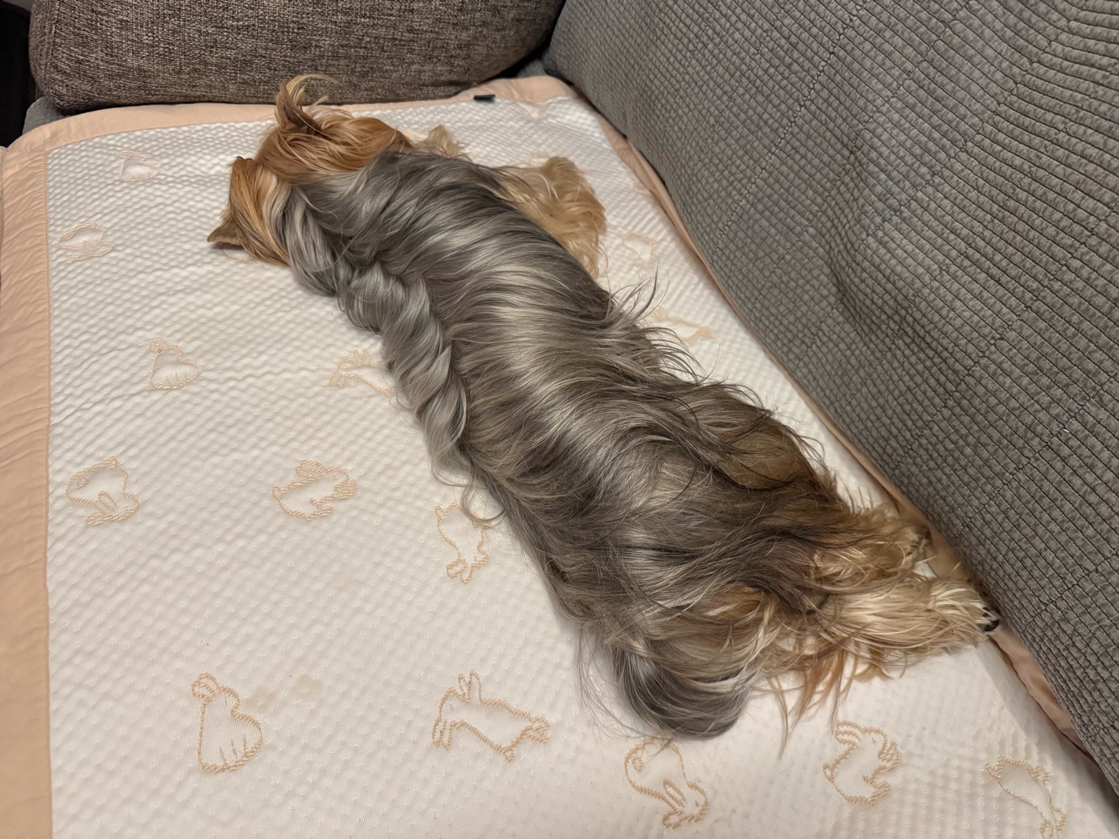 비올땐