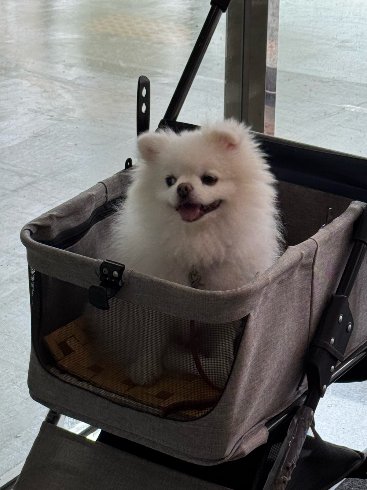 오늘 만난 강아지