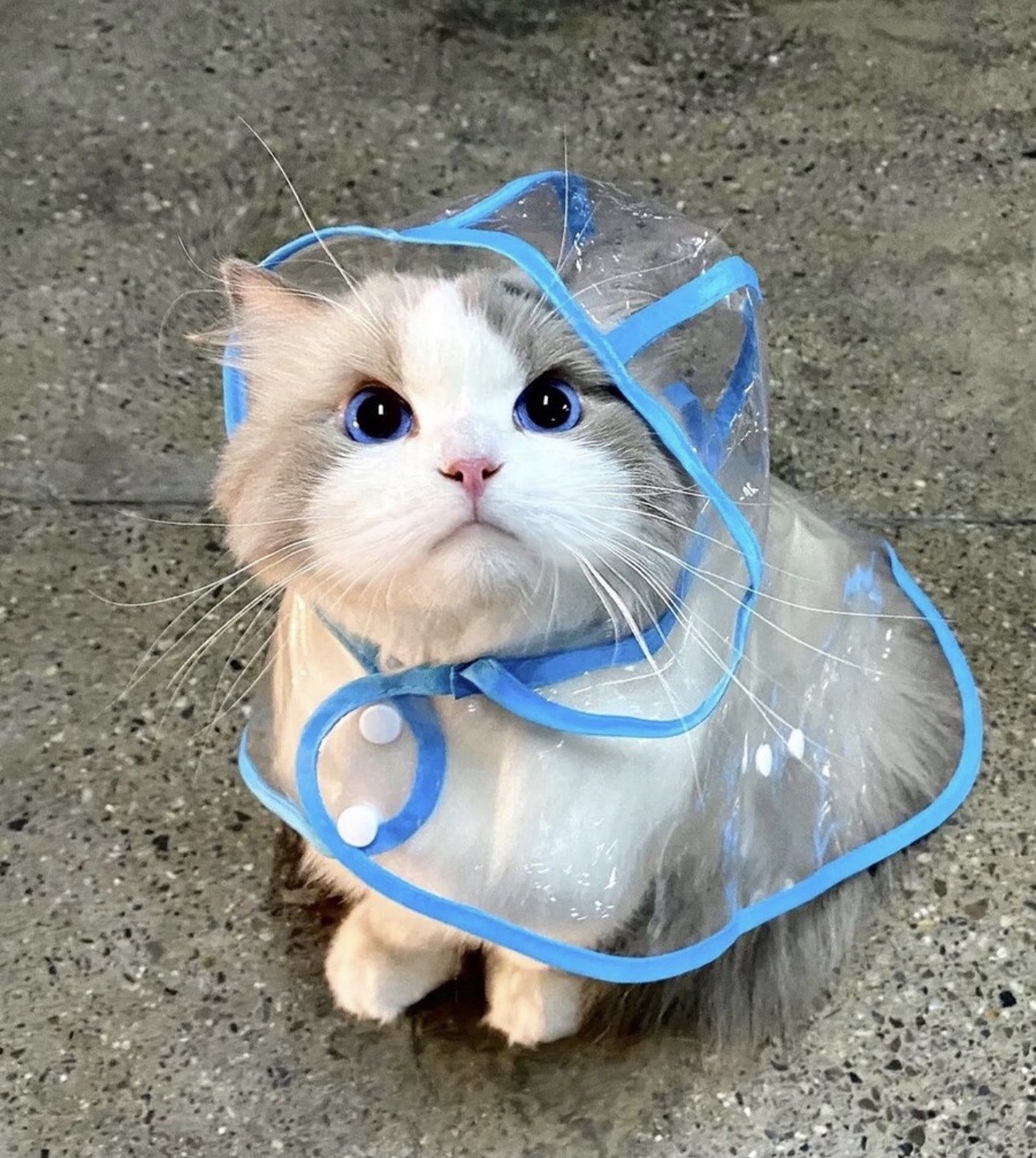 이쁜 고양이 사진