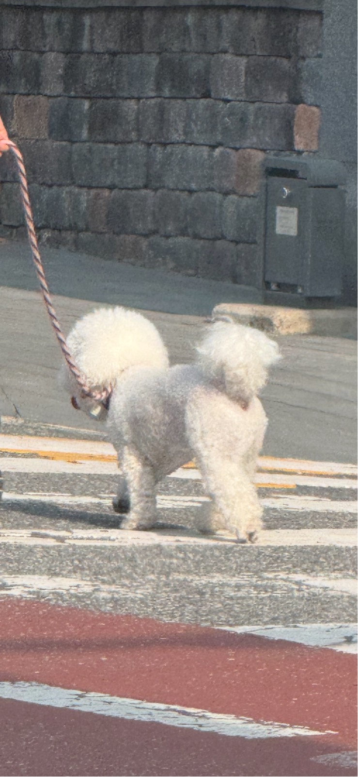 오늘의 산책강아지